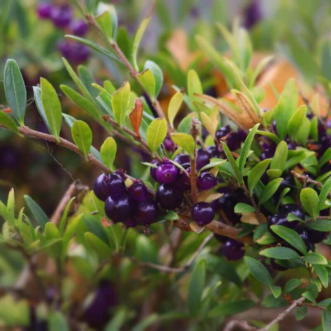 LONICERA NITIDA - Wilsons Honeysuckle