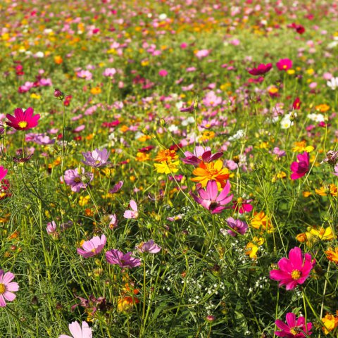 COSMOS BIPINNATUS Sea Shells mix