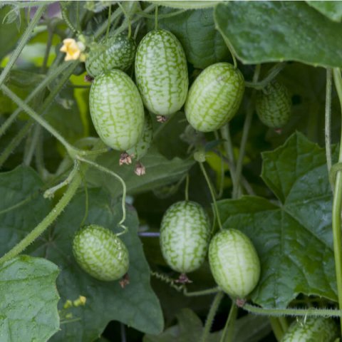 MELOTHRIA SCABRA