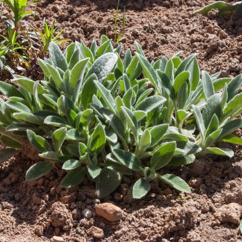 STACHYS BYZANTINA