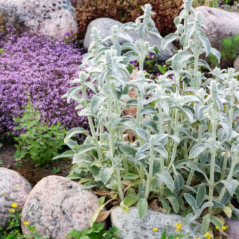STACHYS BYZANTINA