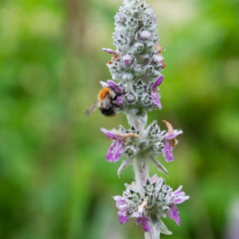 STACHYS BYZANTINA