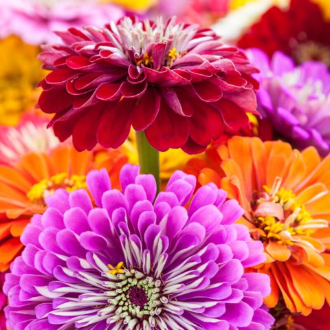 ZINNIA ELEGANS LILLIPUT mix
