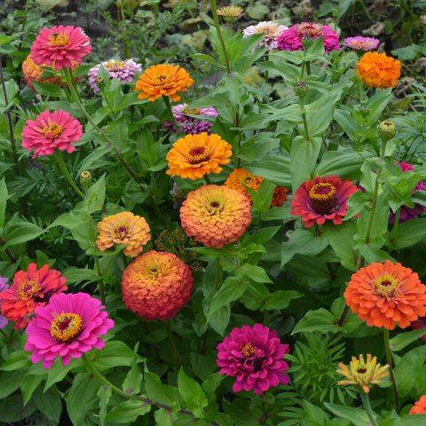 ZINNIA ELEGANS LILLIPUT mix