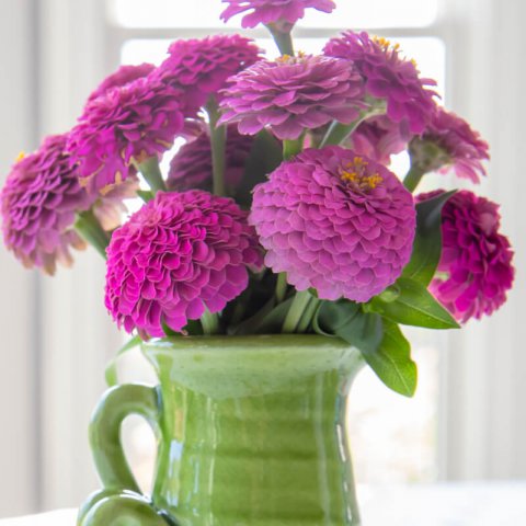 ZINNIA ELEGANS LILLIPUT mix