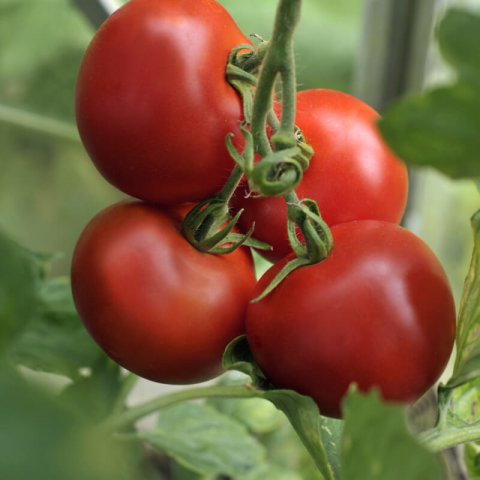 SOLANUM LYCOPERSICUM - TOMATE Alicante