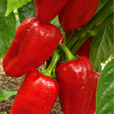 CAPSICUM ANNUUM - SWEET PEPPER Dulce de Espaa