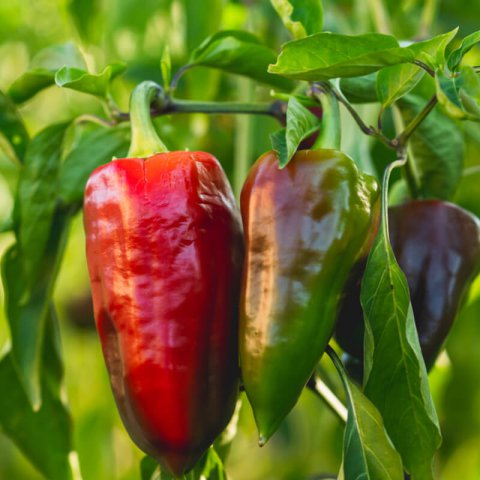 CAPSICUM ANNUUM - SWEET PEPPER Dulce de Espaa