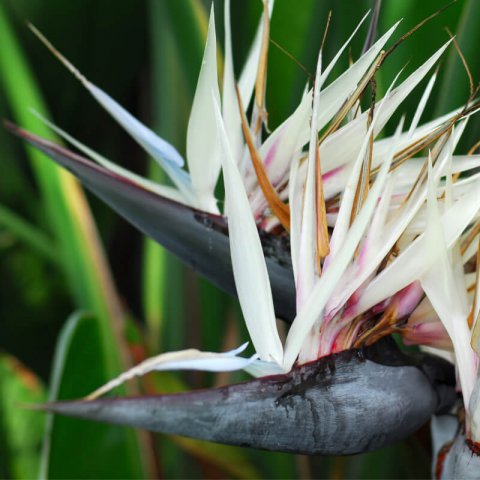 STRELITZIA NICOLAI