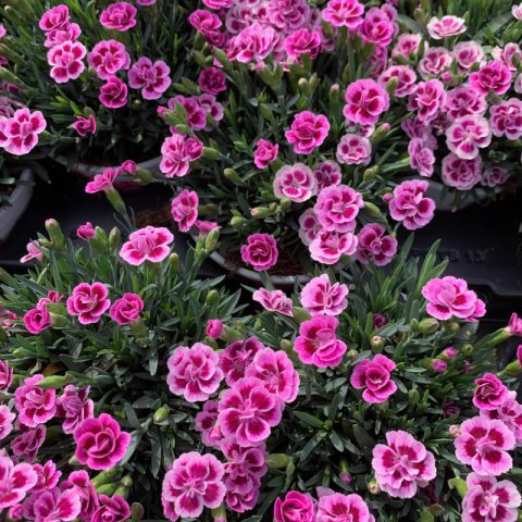 DIANTHUS x PINK KISSES