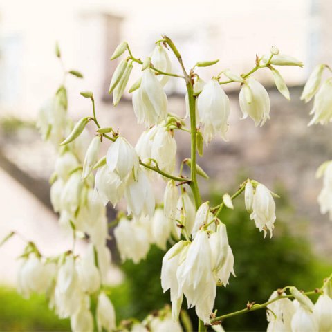 YUCCA ELATA - Soaptree Yucca