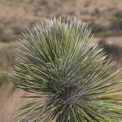 YUCCA ELATA - Soaptree Yucca