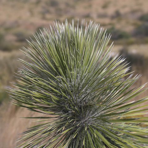 YUCCA ELATA - Yucca savon