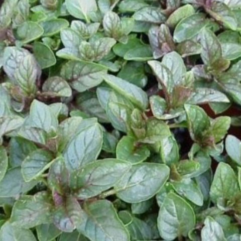 MENTHA x PIPERITA Chocolate - Menta Chocolate