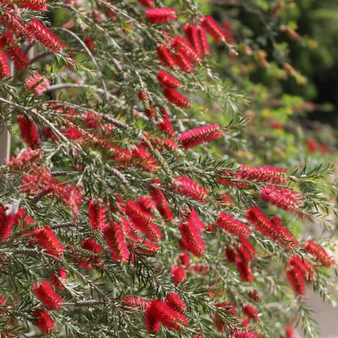 CALLISTEMON RIGIDUS