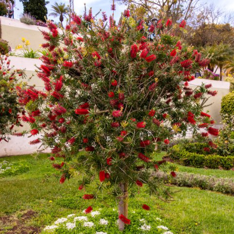 CALLISTEMON RIGIDUS
