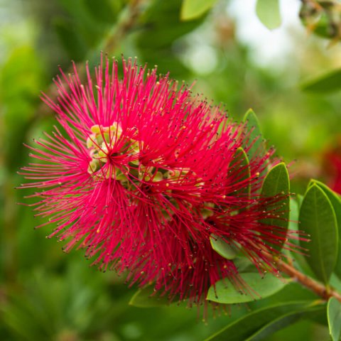 CALLISTEMON RIGIDUS