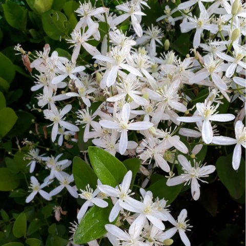 CLEMATIS ARMANDII