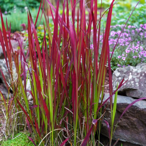 IMPERATA CYLINDRICA Red Baron - Impratrice des jardins Red Baron