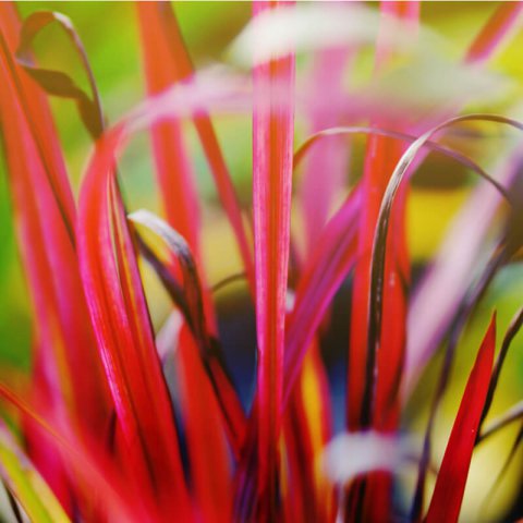 IMPERATA CYLINDRICA Red Baron - Impratrice des jardins Red Baron