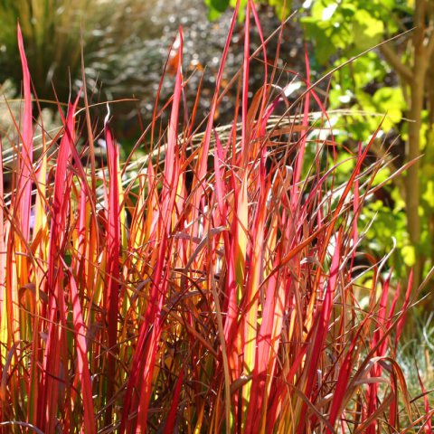 IMPERATA CYLINDRICA Red Baron