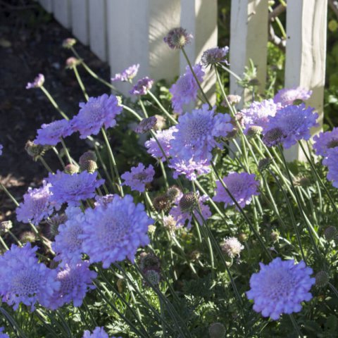 SCABIOSA COLUMBARIA - Scabieuse colombier