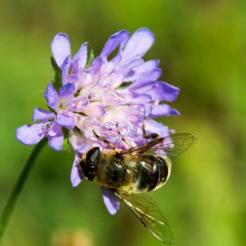 SCABIOSA COLUMBARIA