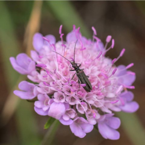 SCABIOSA COLUMBARIA