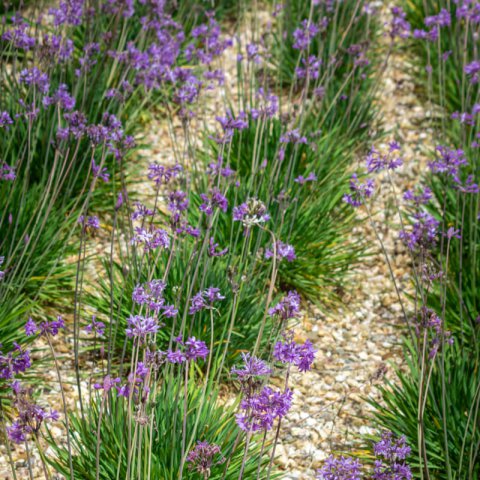 TULBAGHIA VIOLACEA