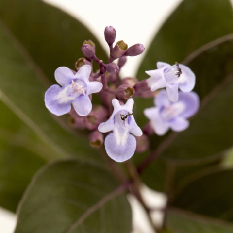 VITEX TRIFOLIA PURPUREA - Arabian Lilac