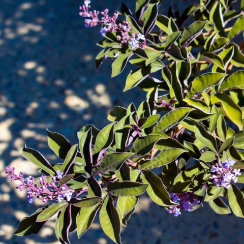 VITEX TRIFOLIA PURPUREA
