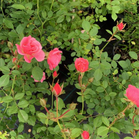 ROSIER Amber Cover  MEDIA Rose