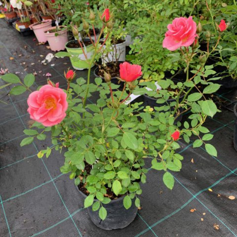 ROSIER Amber Cover  MEDIA Rose