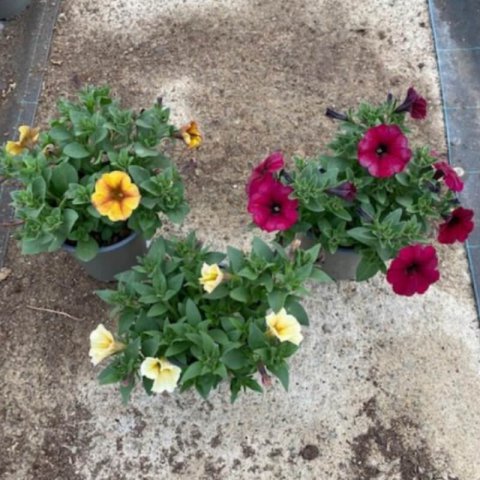 PETCHOA 'BEAUTICAL' PETUNIA X CALIBRACHOA