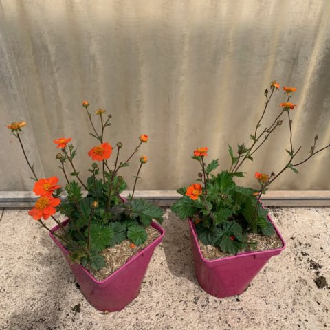 GEUM COCCINEUM