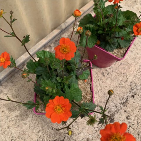 GEUM COCCINEUM