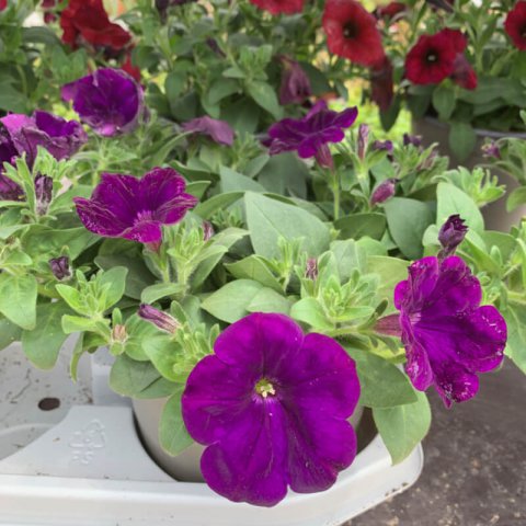 PETCHOA 'BEAUTICAL' (PETUNIA X CALIBRACHOA)