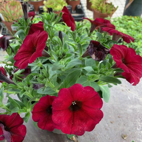 PETCHOA 'BEAUTICAL' (PETUNIA X CALIBRACHOA)