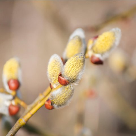 SALIX PURPUREA - Sauce rojo