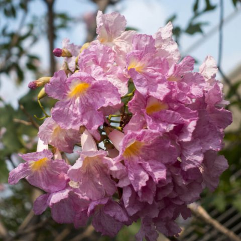 TABEBUIA IPE