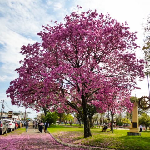 TABEBUIA IPE