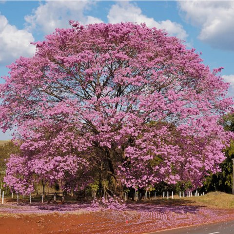 TABEBUIA IPE