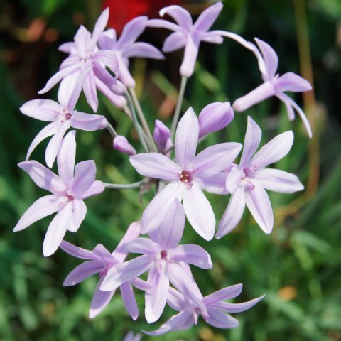 TULBAGHIA VIOLACEA Fairy Star - Tulbaghia toile de fe
