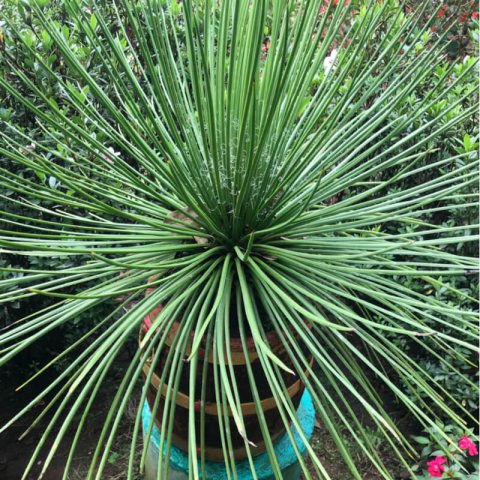 AGAVE GERMINIFLORA