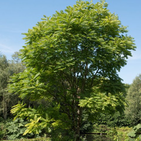 TOONA SINENSIS