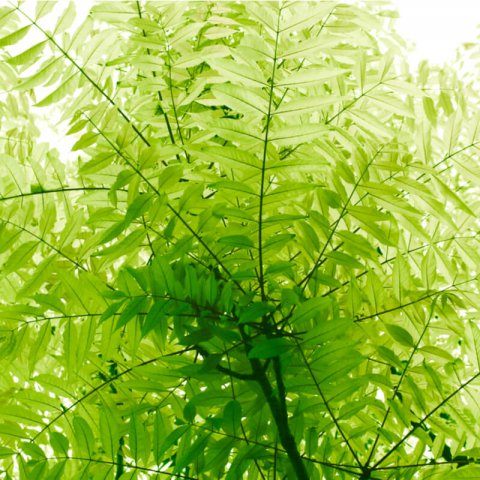 TOONA SINENSIS