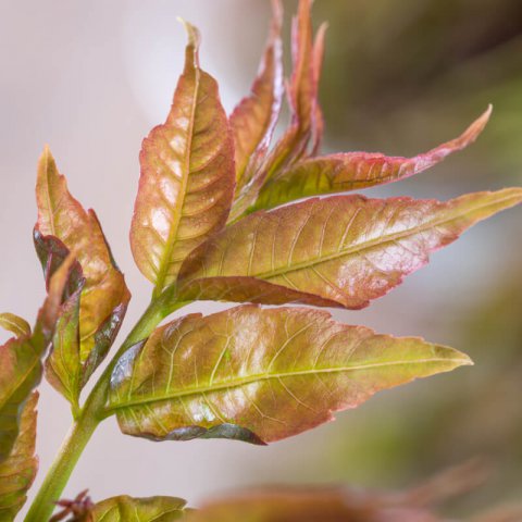TOONA SINENSIS