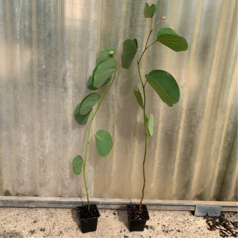 BAUHINIA VARIEGATA Godet 7,5cm