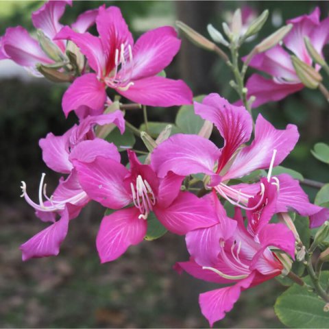 BAUHINIA VARIEGATA - Orchid tree