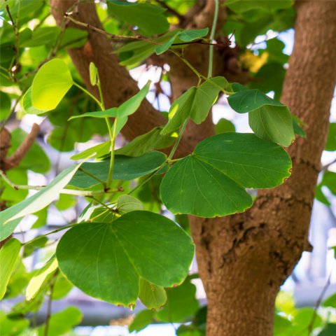 BAUHINIA VARIEGATA ALBA